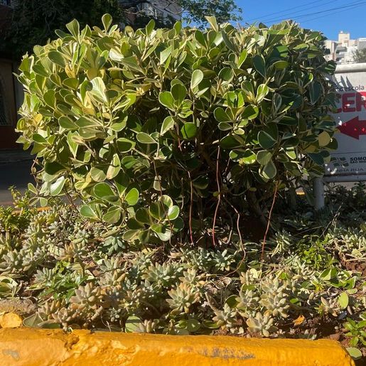 São Miguel do Oeste relança projeto que embeleza ruas com ajuda da comunidade