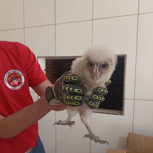 Bombeiros capturam corujas-da-igreja em Dionísio Cerqueira