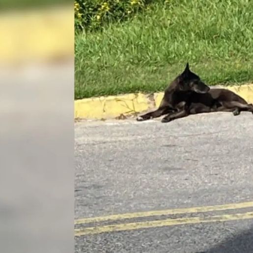 Defesa de adolescentes expostos no caso Orelha vai à Justiça contra redes e famosos