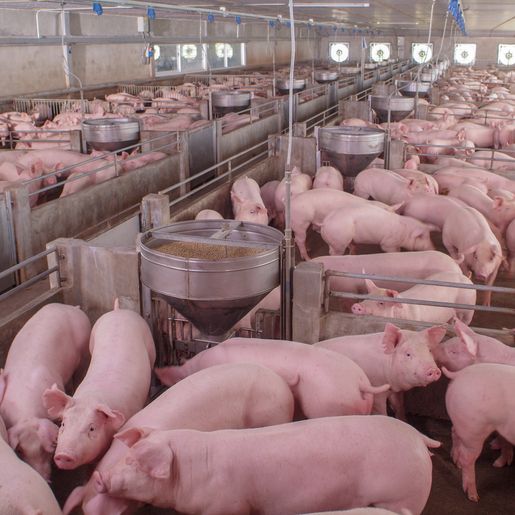 ACCS alerta para o máximo de cuidado com a biosseguridade