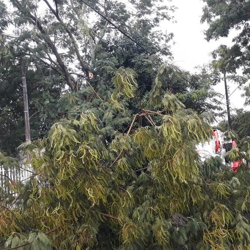 Vendaval derruba árvores e afeta o fornecimento de energia