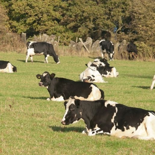 Excesso de calor pode afetar produção e reprodução do gado leiteiro