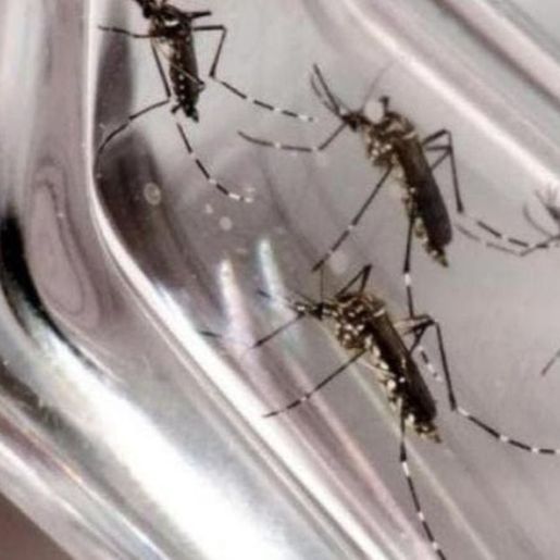 Santa Catarina chega a cinco mortes por dengue em 2024