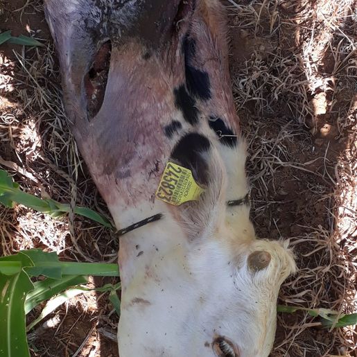 Bezerro é encontrado abatido no interior de São João do Oeste