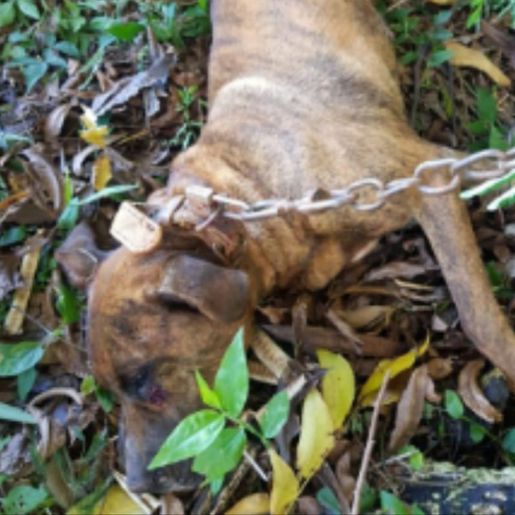 Homem é preso após matar cachorro a marretadas por recompensa de R$ 10