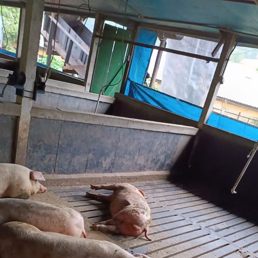 Descarga elétrica atinge 20 suínos no interior de São José do Cedro