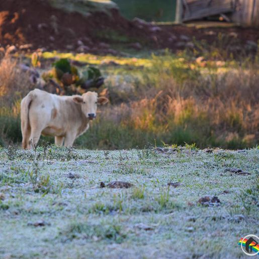 Ministério da Agricultura investiga suspeita de vaca louca