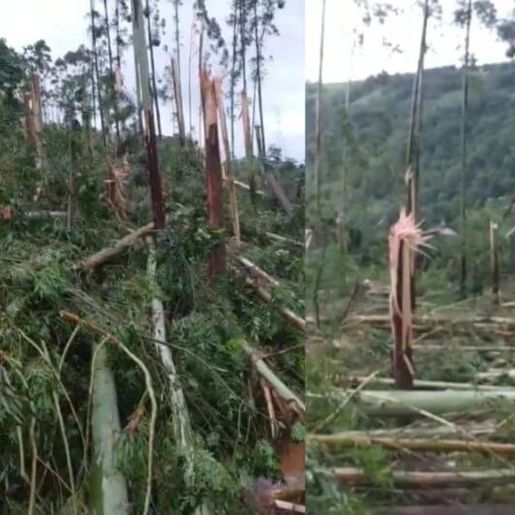 Árvores retorcidas e arrancadas pela raiz: Defesa Civil confirma tornado no Oeste de SC