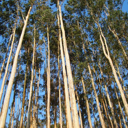 Reflorestamento Comercial com eucaliptos reduz 90% em Itapiranga