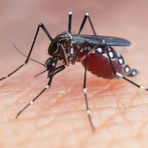 Santa Catarina registra 184 municípios infestados pelo Aedes aegypti