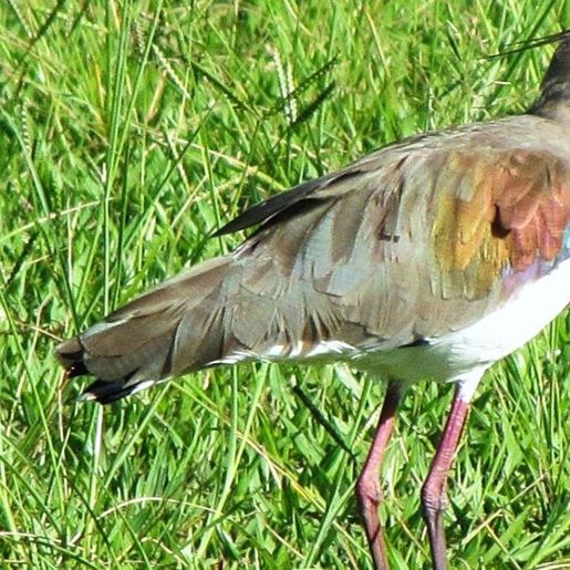 SC investiga caso suspeito de gripe aviária em Quero-Quero