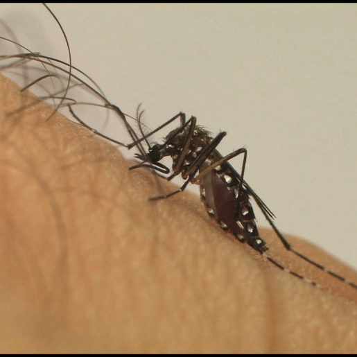 SC tem quase 5 mil casos confirmados de dengue em apenas 9 dias