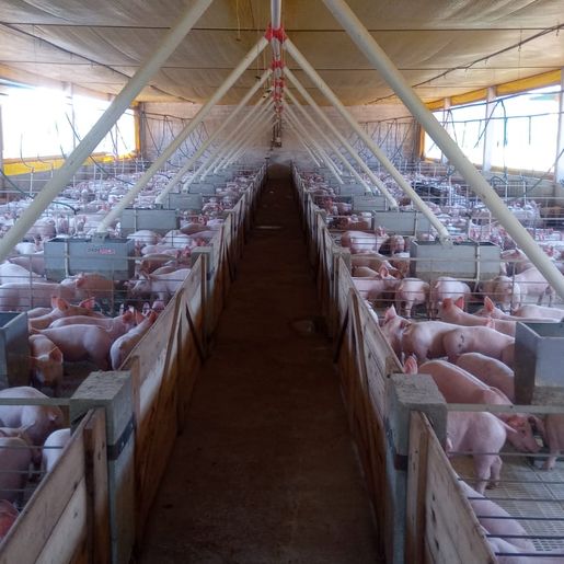 Alto custo de produção preocupa suinocultor de São José do Cedro