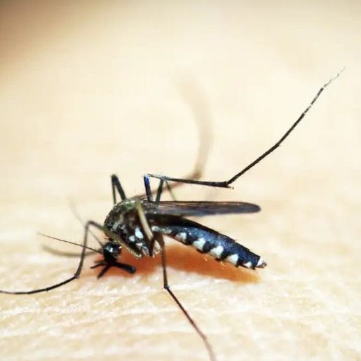 Onda de calor em SC faz número de casos de dengue explodir em três semanas