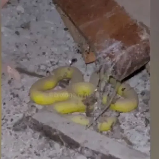 Biólogo é chamado para resgatar cobra, mas encontra pedaço de plástico em SC