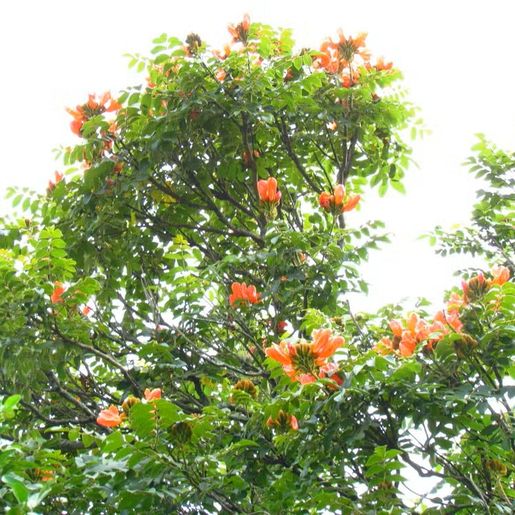 SC vai multar em R$ 1 mil quem plantar árvore com flor tóxica e letal