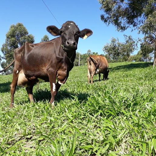 Exames de turberculose no rebanho bovino devem ser feitos até junho