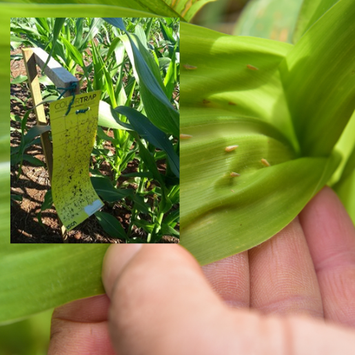 Infestação de cigarrinha-do-milho cresce em SC e eleva risco às lavouras