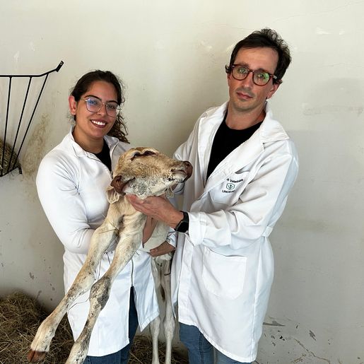 Bezerra com duas cabeças nasce em propriedade rural de Belmonte