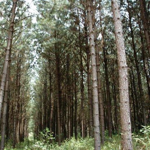 Cidasc alerta sobre vespas-da-madeira em áreas de reflorestamento