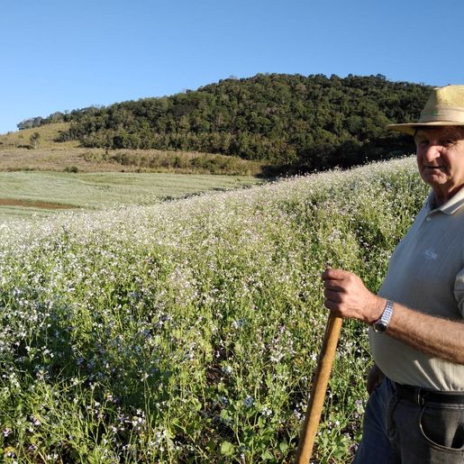 Fotos: Extensionista registra momento que abelha coleta pólen e néctar de plantação em Descanso