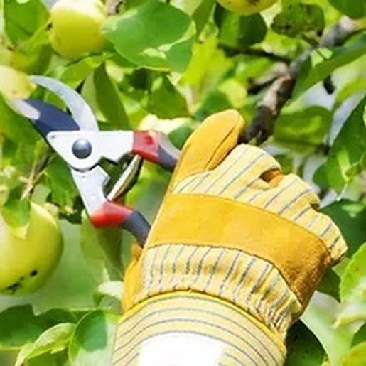 Epagri orienta para que agricultores não façam a poda de árvores frutíferas