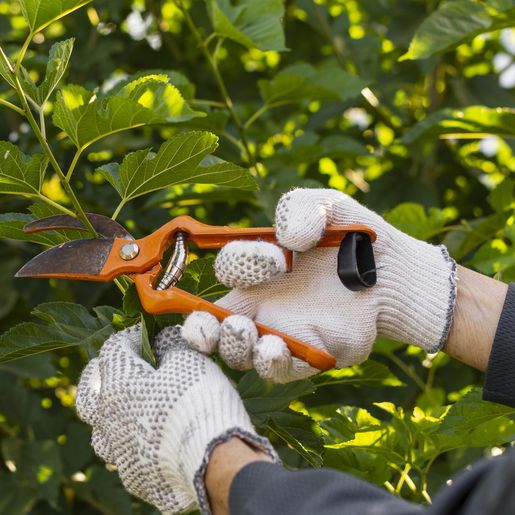 Morador não pode podar árvore na calçada, alerta Urbanismo de São Miguel do Oeste