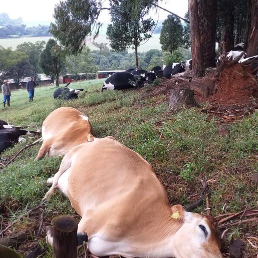 Raio mata 16 vacas em propriedade do Oeste