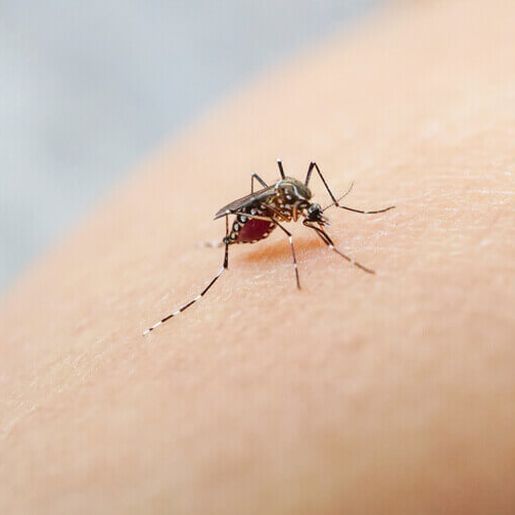São Miguel do Oeste confirma mais de 230 casos de dengue em 2025