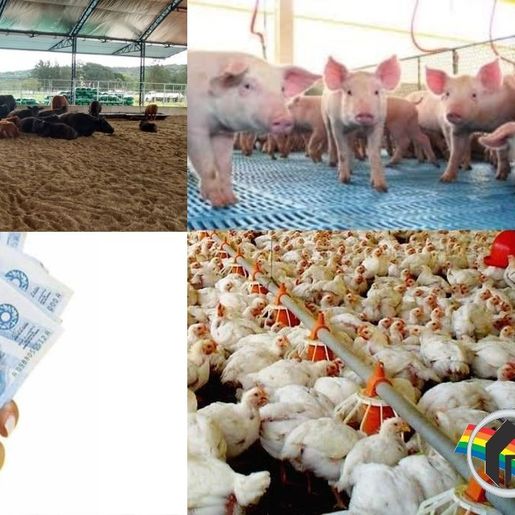 Itapiranga é destaque no movimento agropecuário