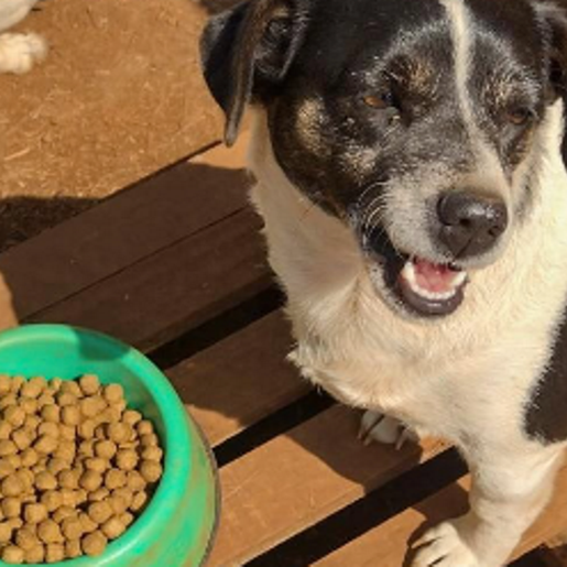 Investigado por apologia a maus-tratos a animais reconhece crime e pagará pena