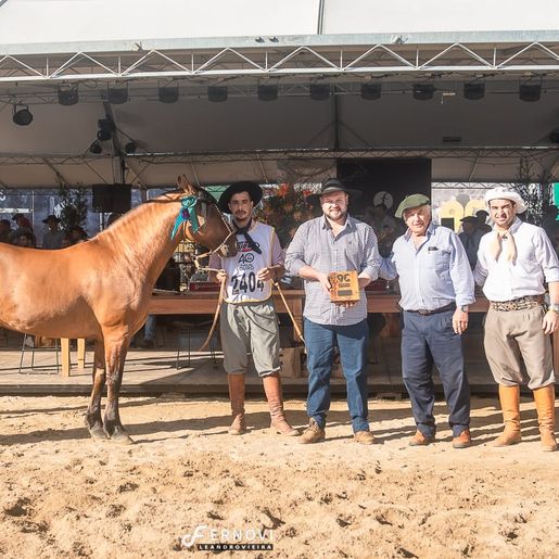 Cavalo Crioulo de Campo Erê está entre os 4 melhores do Brasil