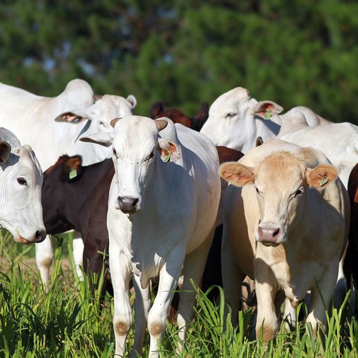 Epagri realiza capacitações para criadores de gado de corte em São João do Oeste