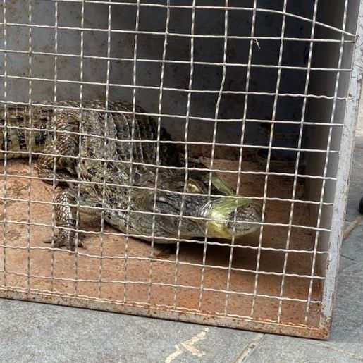 Jacaré que apareceu em lago de Dionísio Cerqueira é capturado