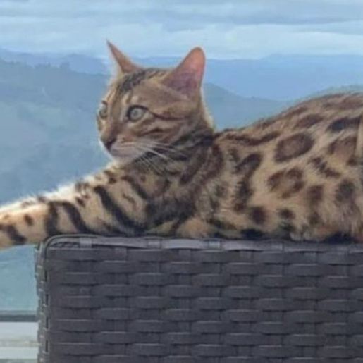 Confundida com jaguatirica, gata é solta em mata de Belo Horizonte