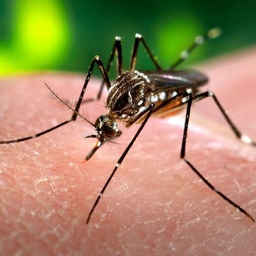 SMOeste já registra 82 casos confirmados de dengue em 2022