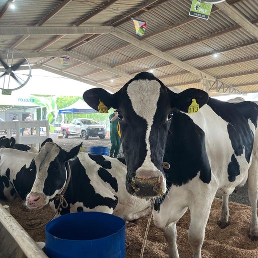 Animais da Mercoleite começam a chegar no parque de exposições
