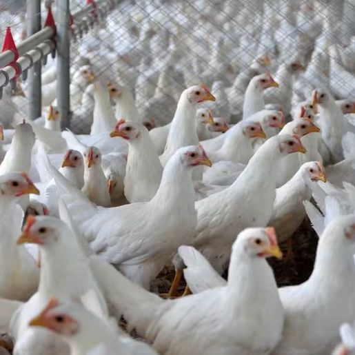 SC emite alerta máximo após 1º caso de gripe aviária em granja ser detectado no RS