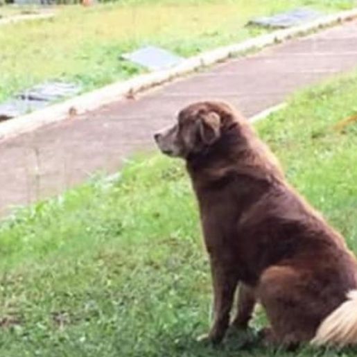 Morre cachorro que viveu por 10 anos em cemitério após enterro da dona