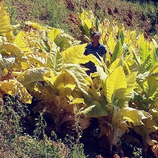 Plantio de fumo segue sendo alternativa de renda para agricultores