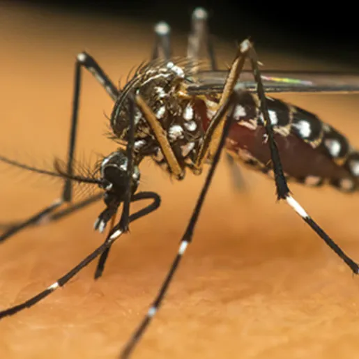 Gerência Regional da Saúde promove ações para eliminar criadouros do Aedes Aegypti