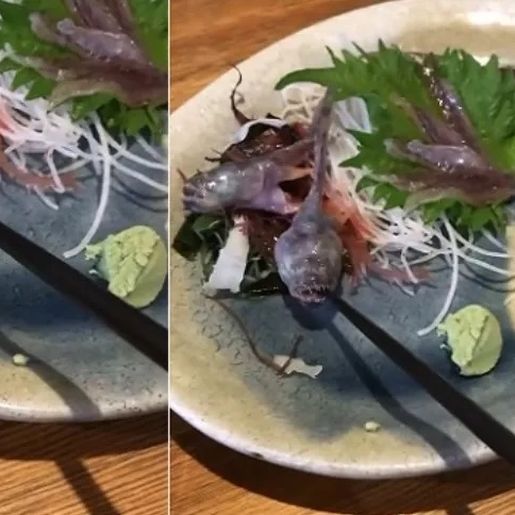 Peixe servido em restaurante japonês morde hashi e vídeo viraliza