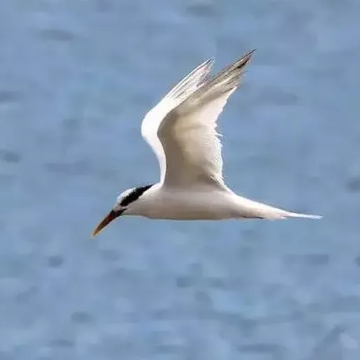 Agricultura confirma mais 5 focos de gripe aviária em aves silvestres
