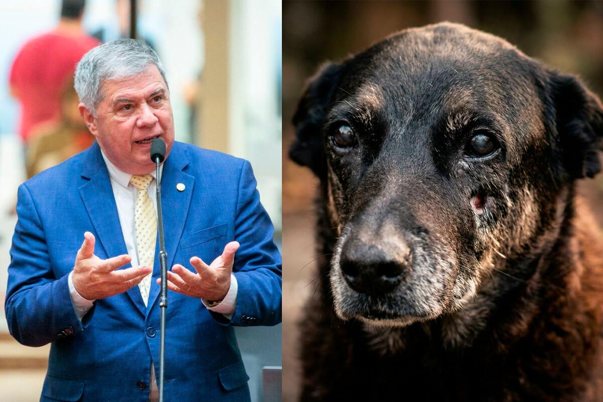 Deputado protocola pedido de CPI na Alesc para investigar morte do cão Orelha