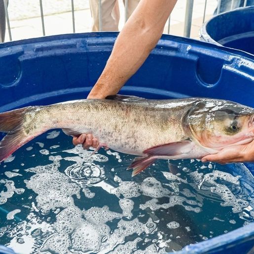 São Miguel do Oeste organiza Feira do Peixe e venda direta para a Semana Santa