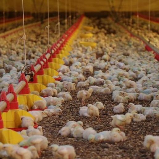 Santa Catarina exporta 328,6 mil toneladas de carnes no primeiro bimestre de 2025