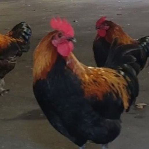 Casal processa vizinho por causa de galo que cacareja 200 vezes ao dia