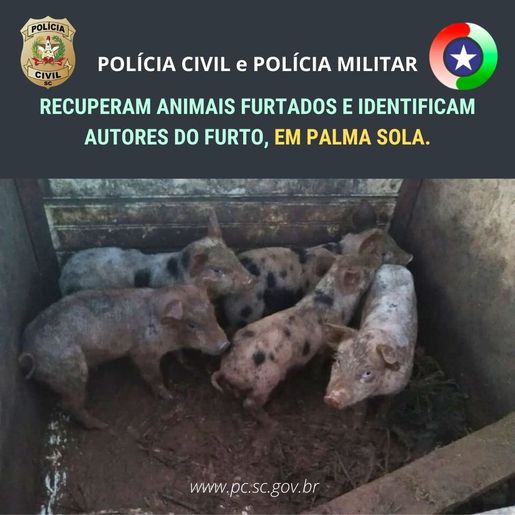 Polícias de Palma Sola recuperam animais furtados e identificam os autores