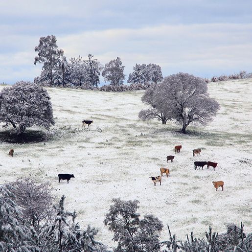 Primeira neve do ano em SC pode chegar nesta terça-feira devido a combo climático