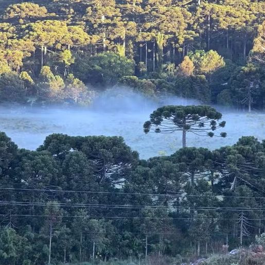 Frio de 4°C na Serra de SC 'congela' campos e forma geada